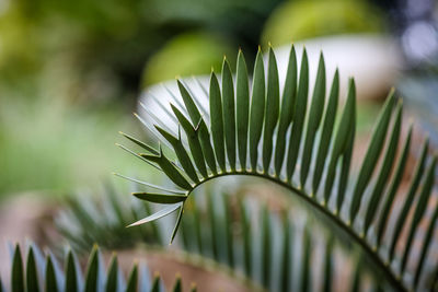 Close-up of plant