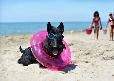 Dog on beach