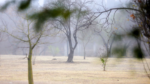 Bare trees on field