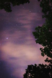 Low angle view of trees against sky at night