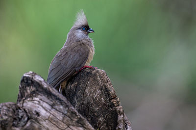 Close-up of bird perching on branch