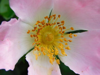 Close-up of pink flower