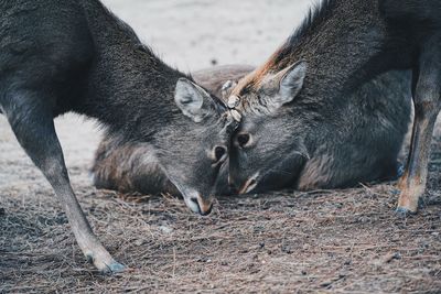 Close-up of deer on field