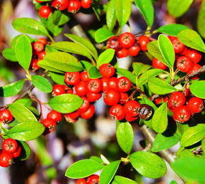 Close-up of cherries growing on tree