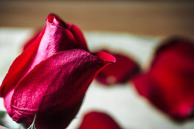 Close-up of red rose