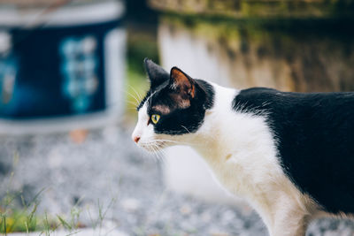 Cat looking away