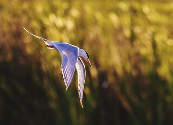 Close-up of a bird flying