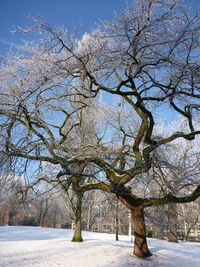 Bare trees on snow covered landscape