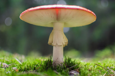 Close-up of mushroom growing on field