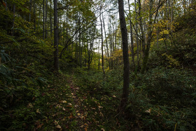 Trees growing in forest