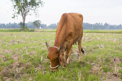 Horse grazing in field