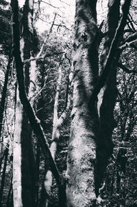 Low angle view of trees in forest