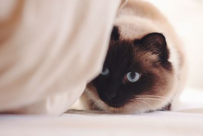 Close-up portrait of a cat