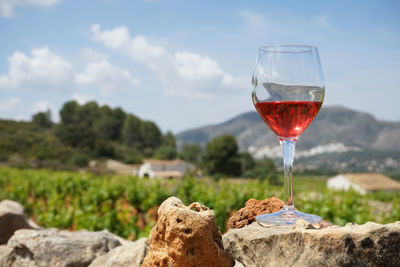 Close-up of red wine, outdoors vineyard 