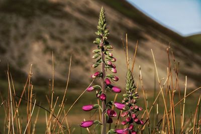 plant