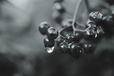 Close-up of water drops on plant