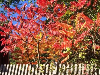 Multi colored tree during autumn