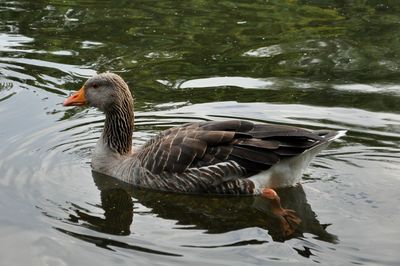 Duck swimming in lake