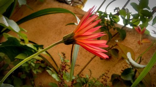 Close-up of orange flower