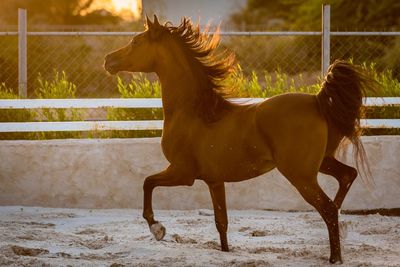 Horse in a field