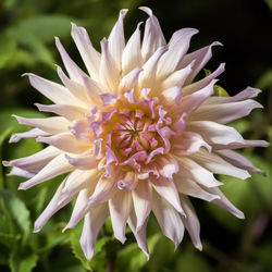 Close-up of flower blooming outdoors