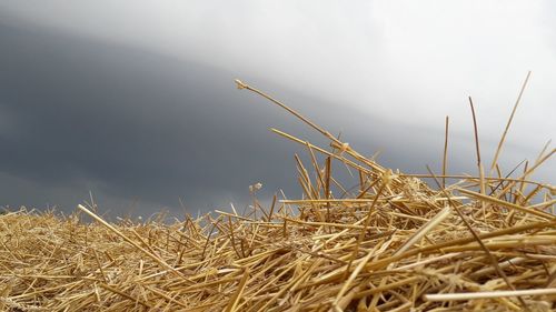 Close-up of grass on field against sky