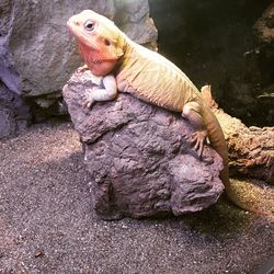 Close-up of lizard on rock