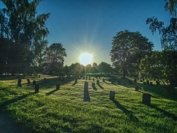 Trees on field against bright sun