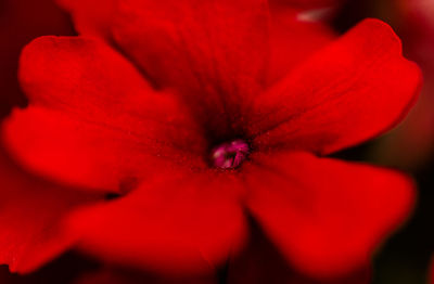 Close-up of red flower blooming outdoors