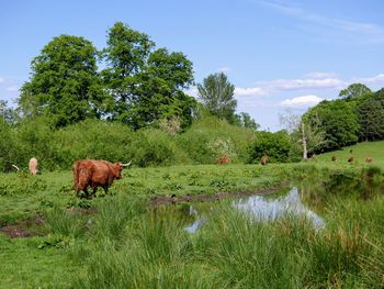 Highland cows in a field