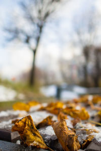 Close-up of autumn leaves