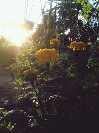 sun