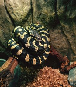 High angle view of python in zoo