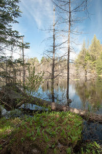 Bare trees in forest against sky