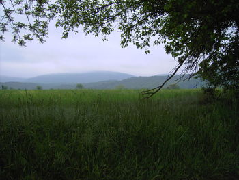 Scenic view of field against sky