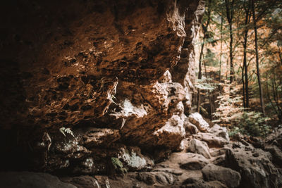 Rock formation in forest