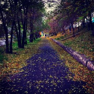 Road amidst trees in forest during autumn