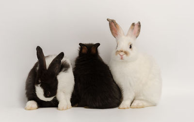 Cats sitting against white background