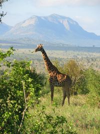 Giraffe standing on land against sky