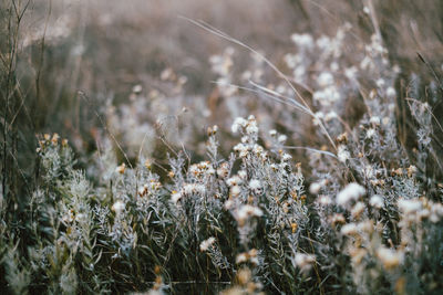 Close-up of dry plants on field during winter