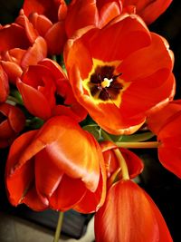 Close-up of red tulips