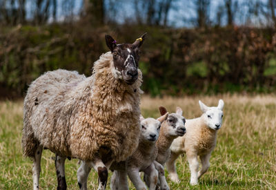 Sheep with lamb standing on grass