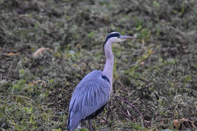 Gray heron perching on a field