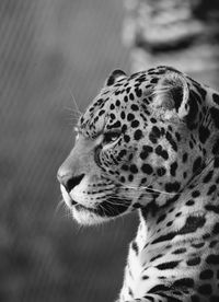 Close-up of jaguar resting at zoo