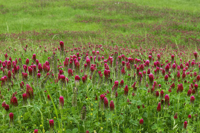 Red poppy flowers in field