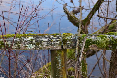 Close-up of plants against lake