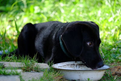 Black dog looking away