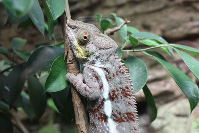 Close-up of a lizard