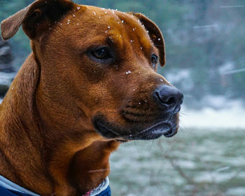 Close-up of brown dog with snowflakes