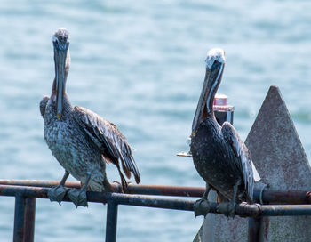 Close-up of birds perching on railing